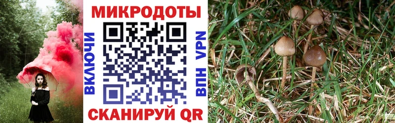 Псилоцибиновые грибы Psilocybine cubensis  Санкт-Петербург 
